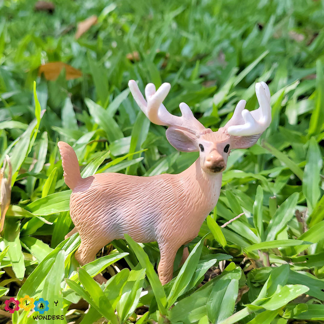 Discovery Animals - Deer