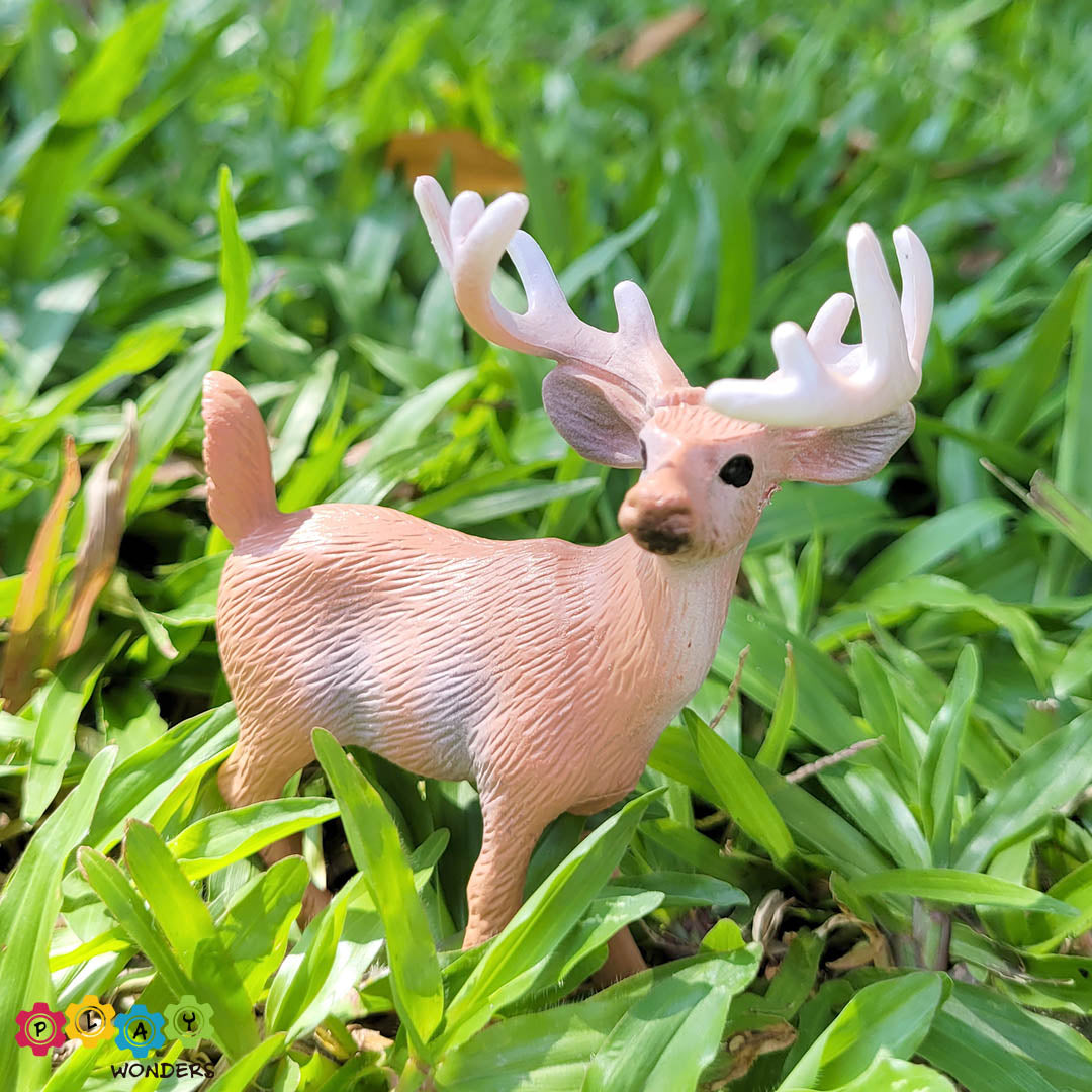 Discovery Animals - Deer