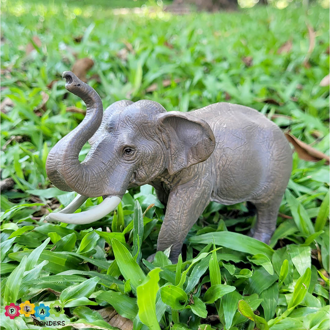 Discovery Animals - Asian Elephant