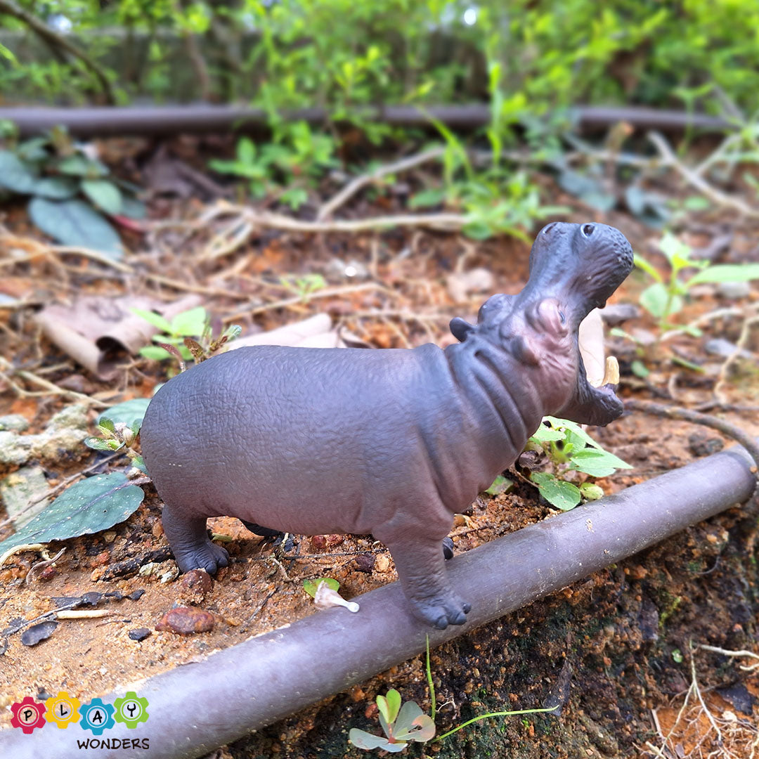 Discovery Animals - Hippopotamus