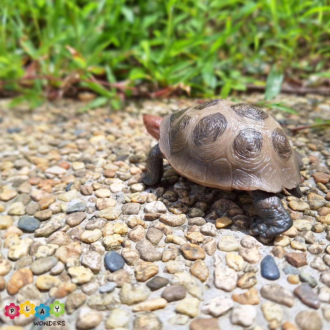 Discovery Animals - Tortoise